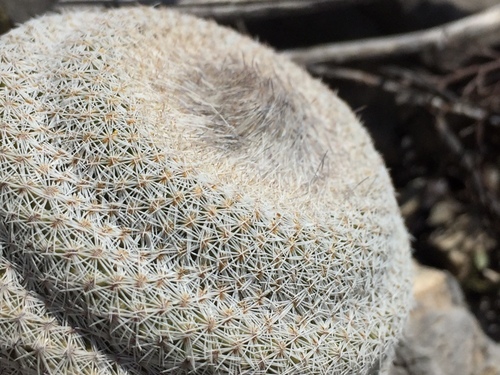 Epithelantha cryptica