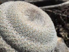 Epithelantha cryptica