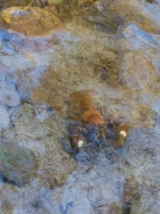 Pacifastacus leniusculus