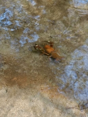 Pacifastacus leniusculus