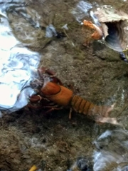 Pacifastacus leniusculus