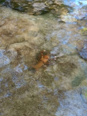 Pacifastacus leniusculus