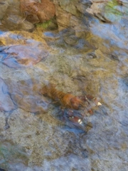 Pacifastacus leniusculus