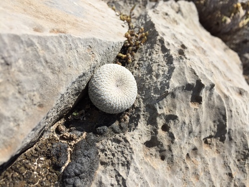 Epithelantha cryptica