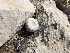 Epithelantha cryptica