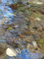 Pacifastacus leniusculus