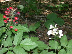 Actaea rubra rubra