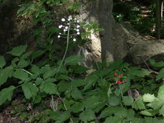 Actaea rubra rubra