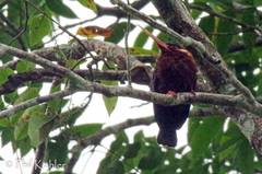 Galbalcyrhynchus leucotis