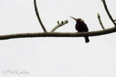 Galbalcyrhynchus leucotis