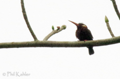 Galbalcyrhynchus leucotis
