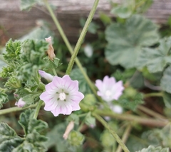 Malva neglecta