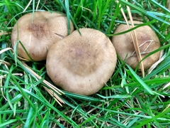 Armillaria gallica