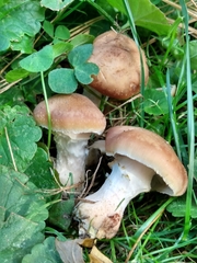 Armillaria gallica