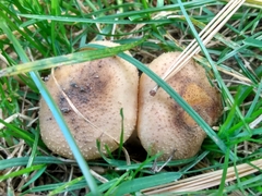 Armillaria gallica
