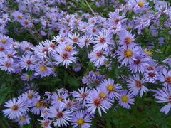 Symphyotrichum × salignum