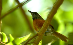 Synallaxis erythrothorax