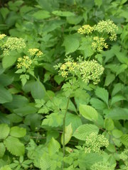 Thaspium chapmanii
