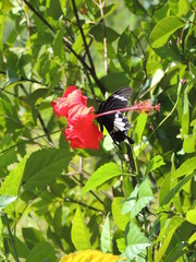 Papilio nephelus sunatus