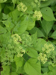 Thaspium chapmanii