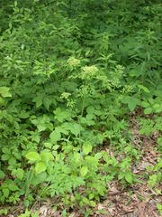 Thaspium chapmanii