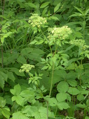Thaspium chapmanii