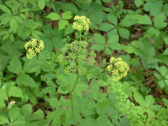 Thaspium chapmanii