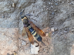 Eriotremex formosanus