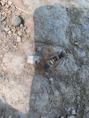 Eriotremex formosanus