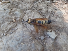 Eriotremex formosanus