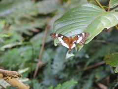 Moduza procris milonia