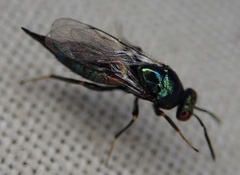 Ormyrus nitidulus