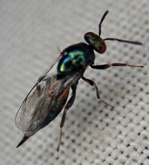 Ormyrus nitidulus