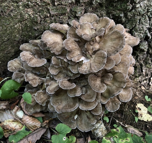 hen of the woods
