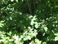 Rubus ithacanus