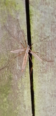 Tipula paludosa