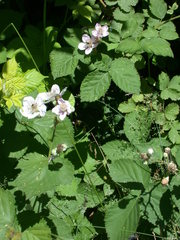 Rubus ithacanus
