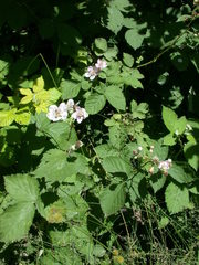 Rubus ithacanus