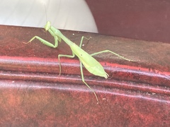 Stagmomantis carolina