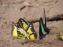 Graphium antiphates itamputi