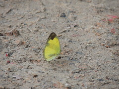 Eurema simulatrix tecmessa