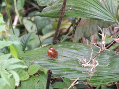 Taxila haquinus