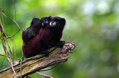 Saguinus fuscicollis