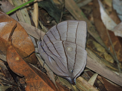 Amathuxidia amythaon Doubleday, 1847