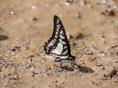 Graphium evemon
