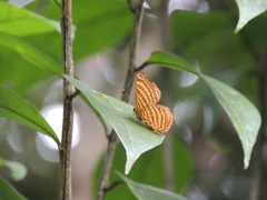 Zemeros emesoides