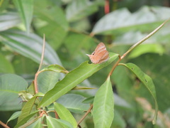 Abisara savitri