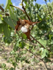 Gossypium barbadense