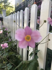 Eriocapitella × hybrida