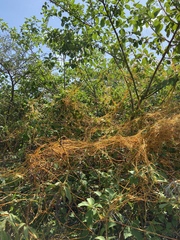 Cuscuta americana